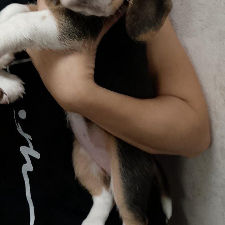 Щенки бигли