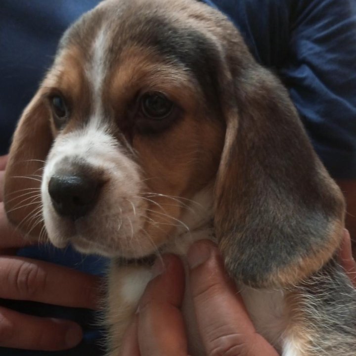 Щенки бигли