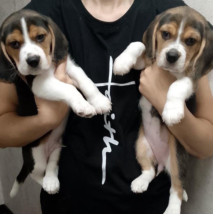 Щенки бигли