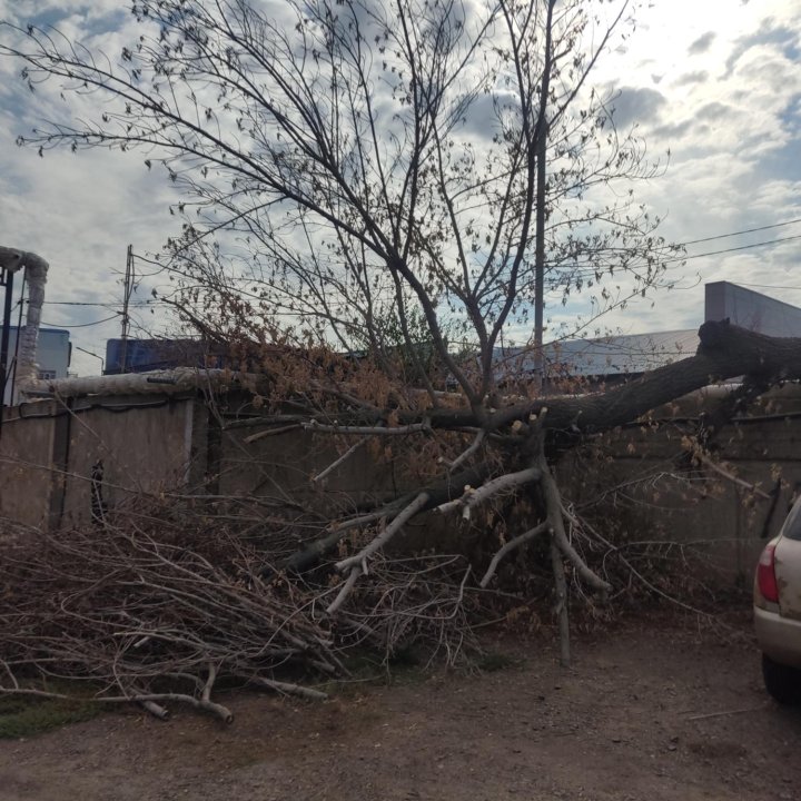 Дерево на дрова. Бесплатно.