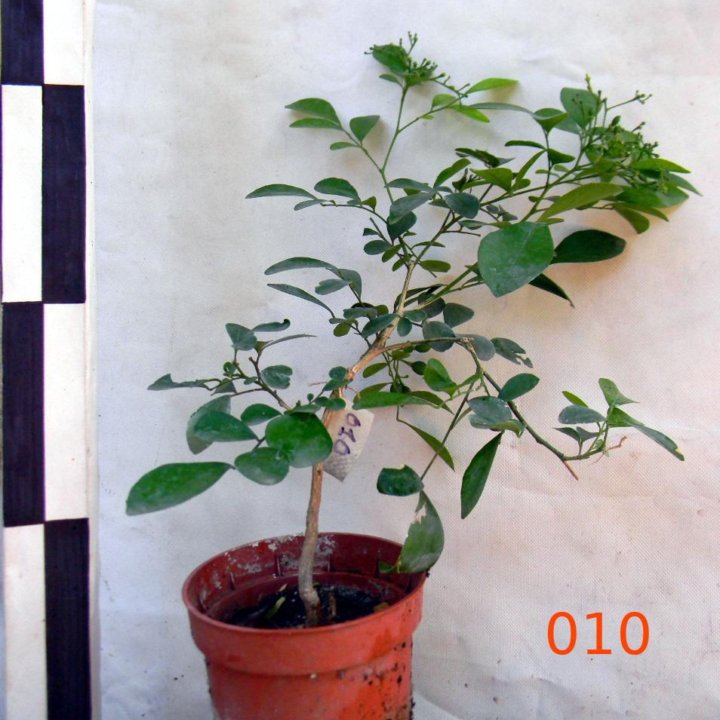 Муррайя метельчатая