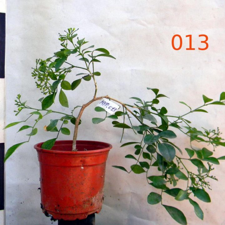 Муррайя метельчатая