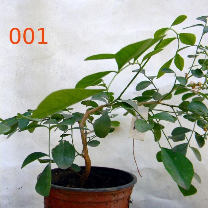 Муррайя метельчатая