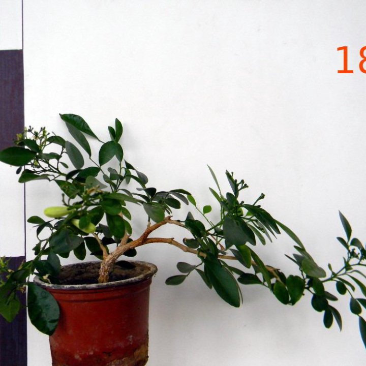 Муррайя метельчатая