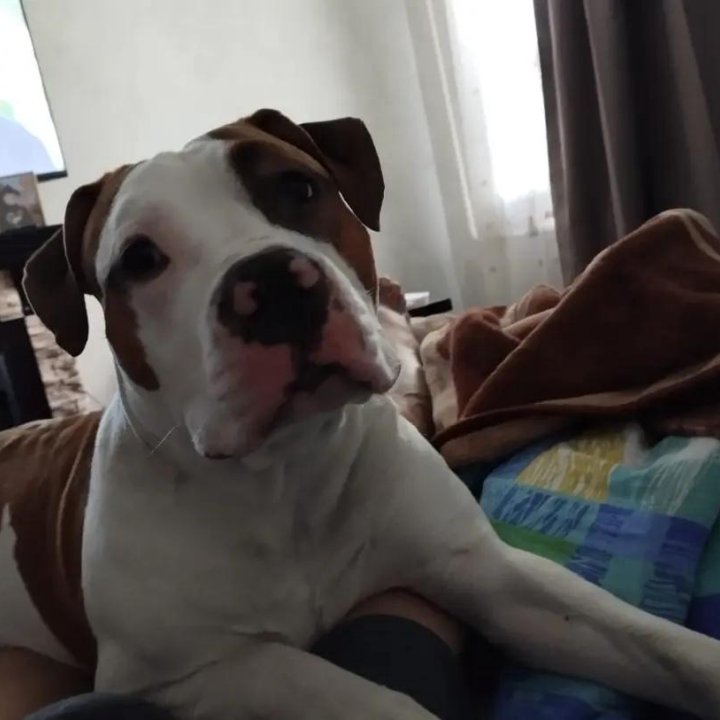 Амстафтерьер