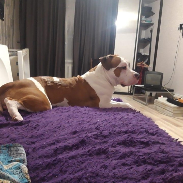 Амстафтерьер