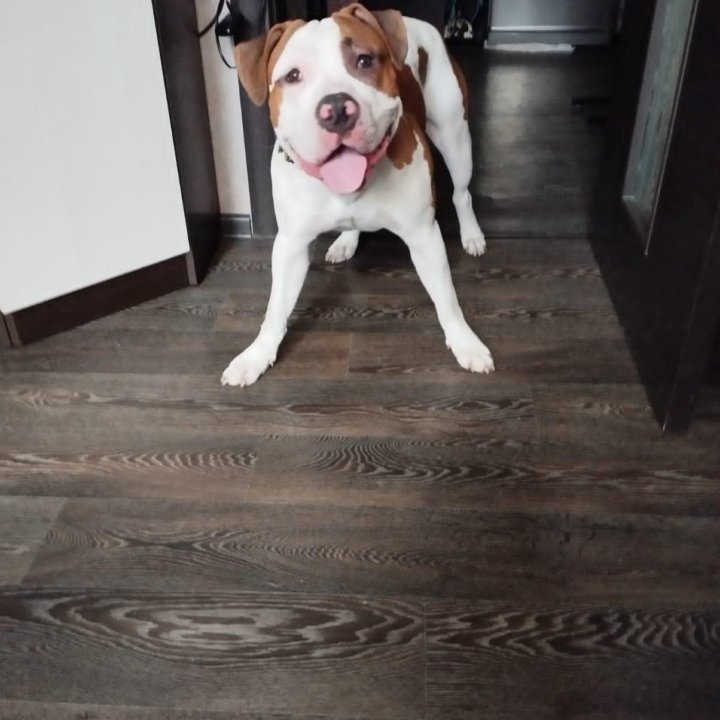 Амстафтерьер