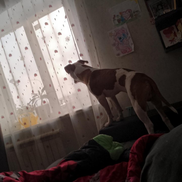 Амстафтерьер