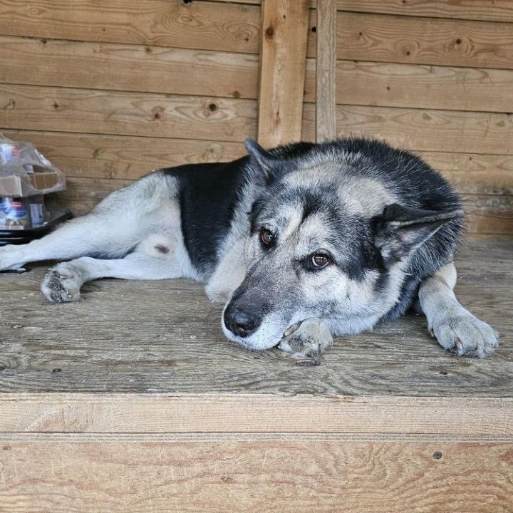 Овчарка из приюта в добрые руки