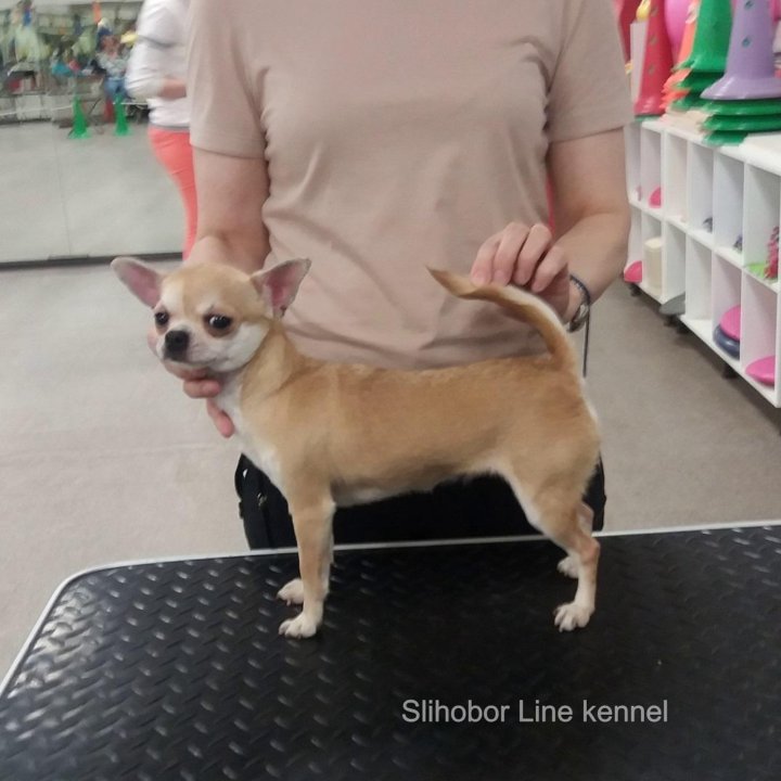 Чишки малышки