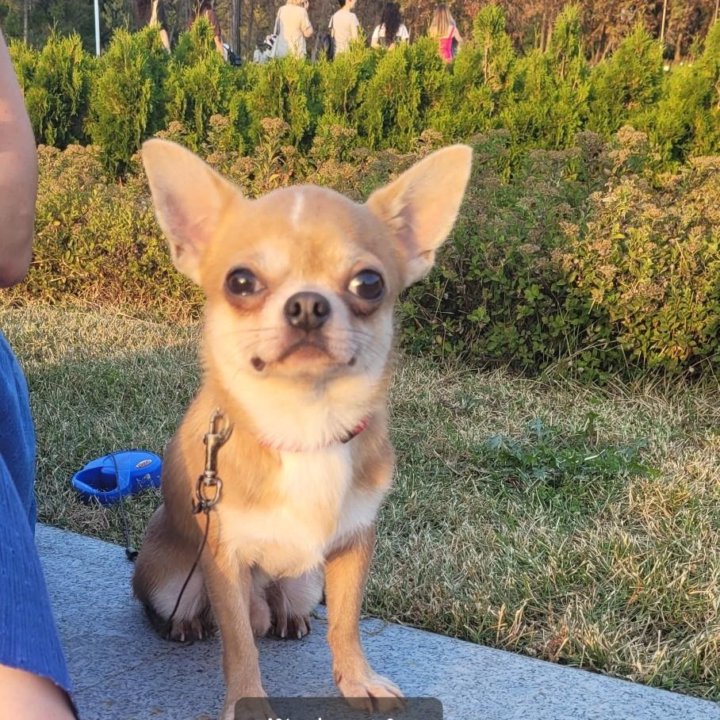 Чишки малышки