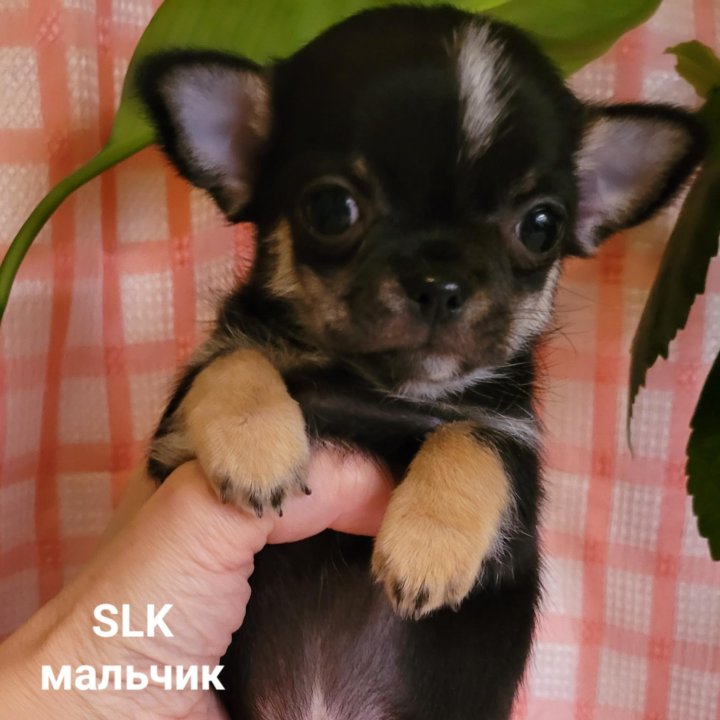 Чишки малышки