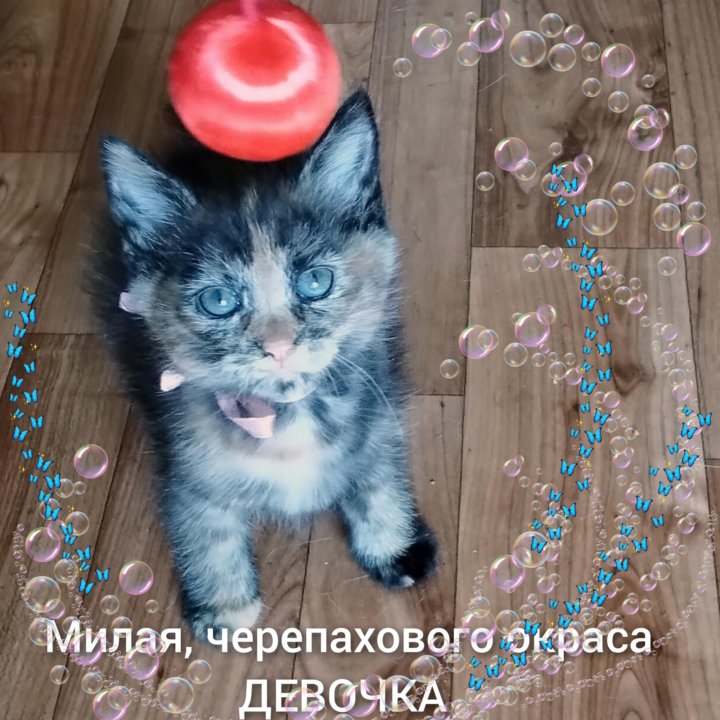 Кошечка