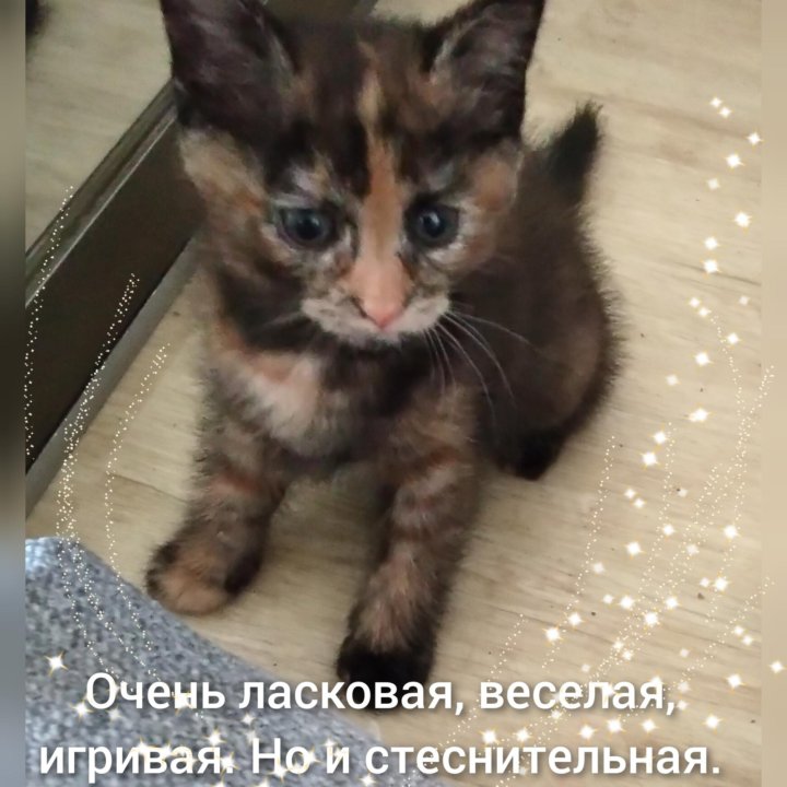 Кошечка