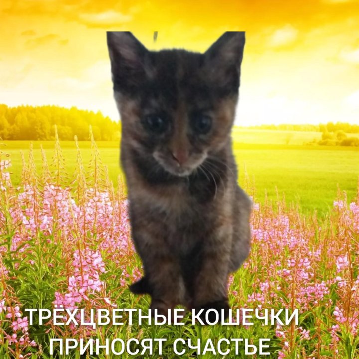 Кошечка