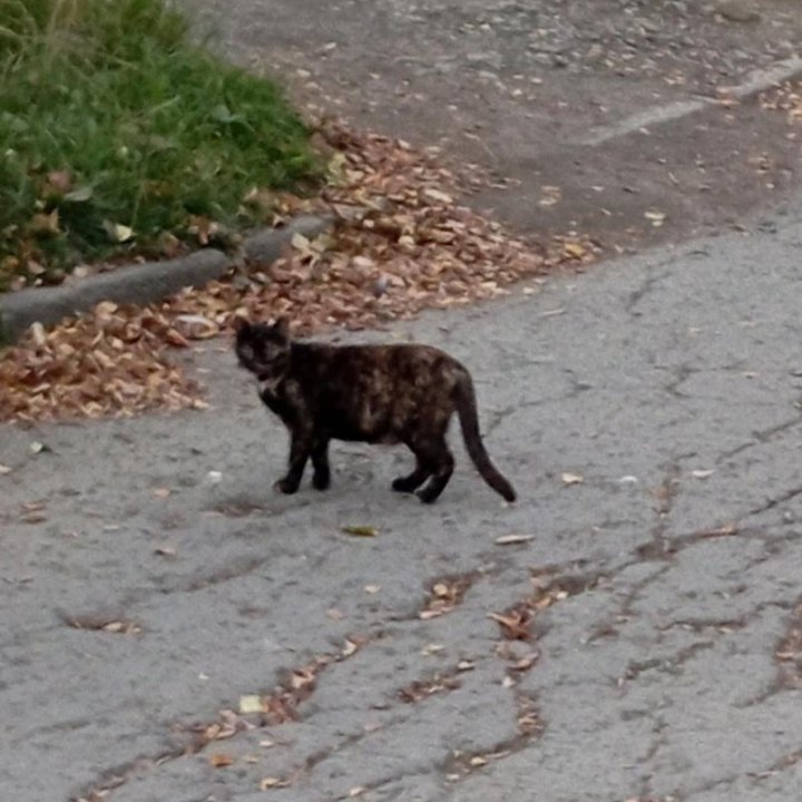 ❤ Кошечка в добрые руки ❤