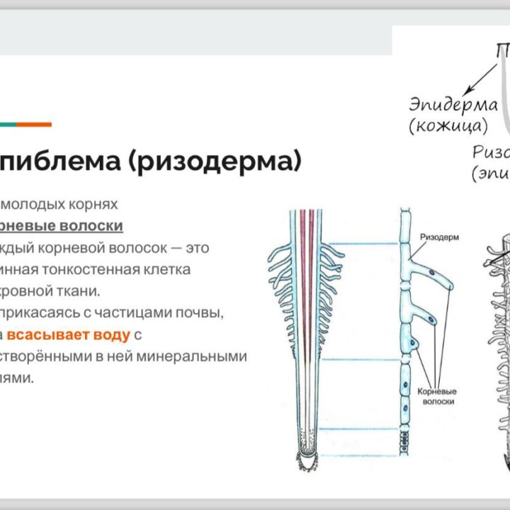 Репетитор по биологии ЕГЭ ОГЭ