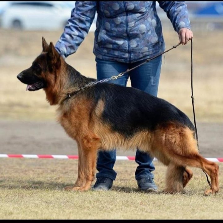 Щенки немецкой овчарки