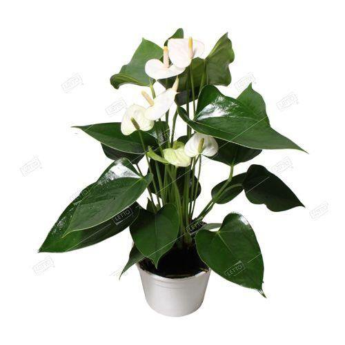 Антуриум Андре Ариса Вайт Anthurium andraeanum Arisa White 55/17