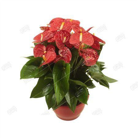 Антуриум Андре Джамбо Ред Anthurium andraeanum Jambo Red 50/14