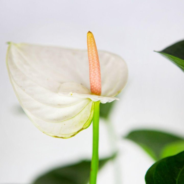 Антуриум Андре Адиос Спринг Anthurium andraeanum Adios Spring 6+ 55/17