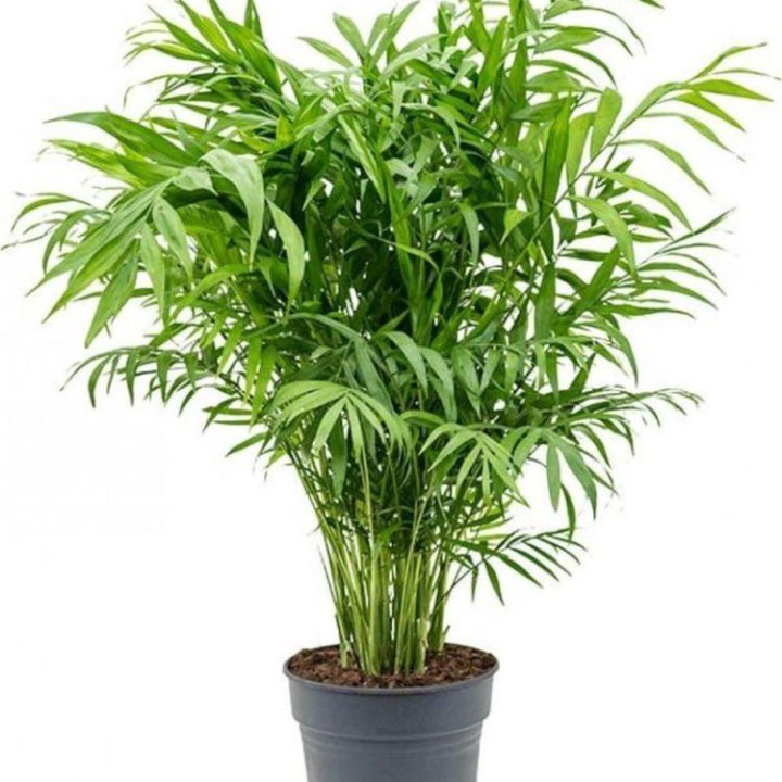 Хамедорея изящная Chamaedorea elegans 50/12 (Н)