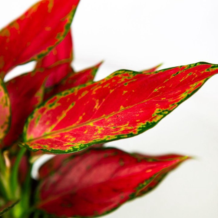 Аглаонема Джангл Ред Aglaonema Jungle Red 40/12 (Н)