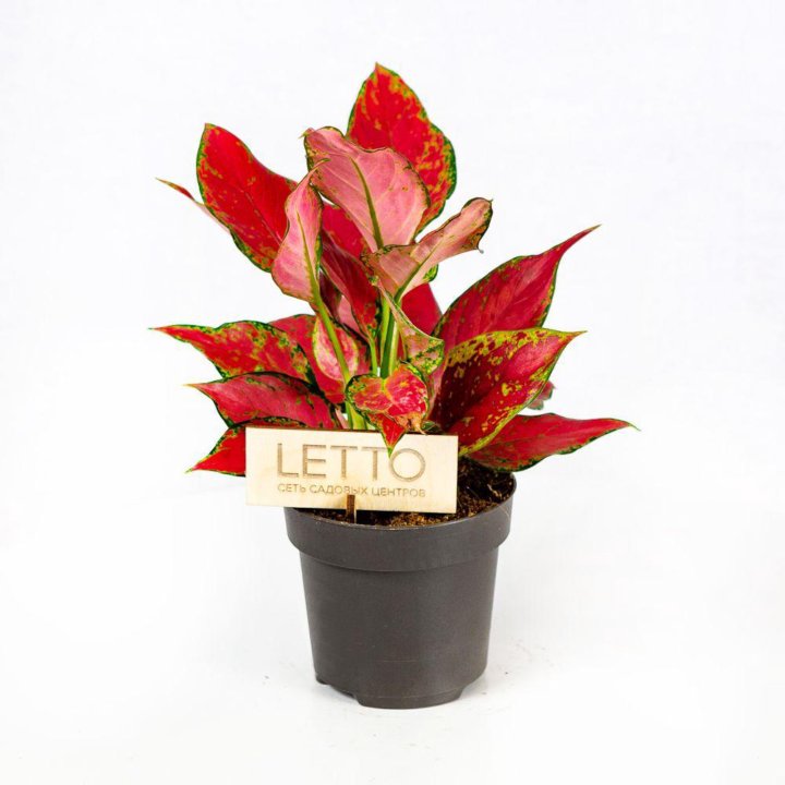 Аглаонема Джангл Ред Aglaonema Jungle Red 40/12 (Н)