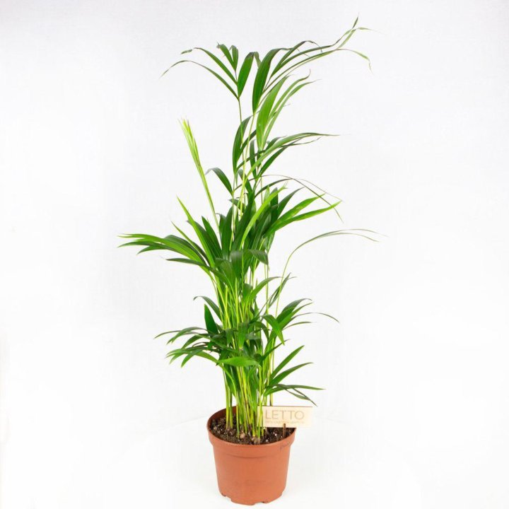 Дипсис желтоватый Dypsis lutescens 85/17