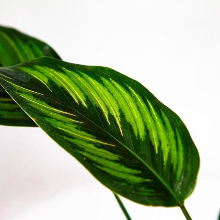 Калатея Пинстрайп Calathea Pinstripe 35/12