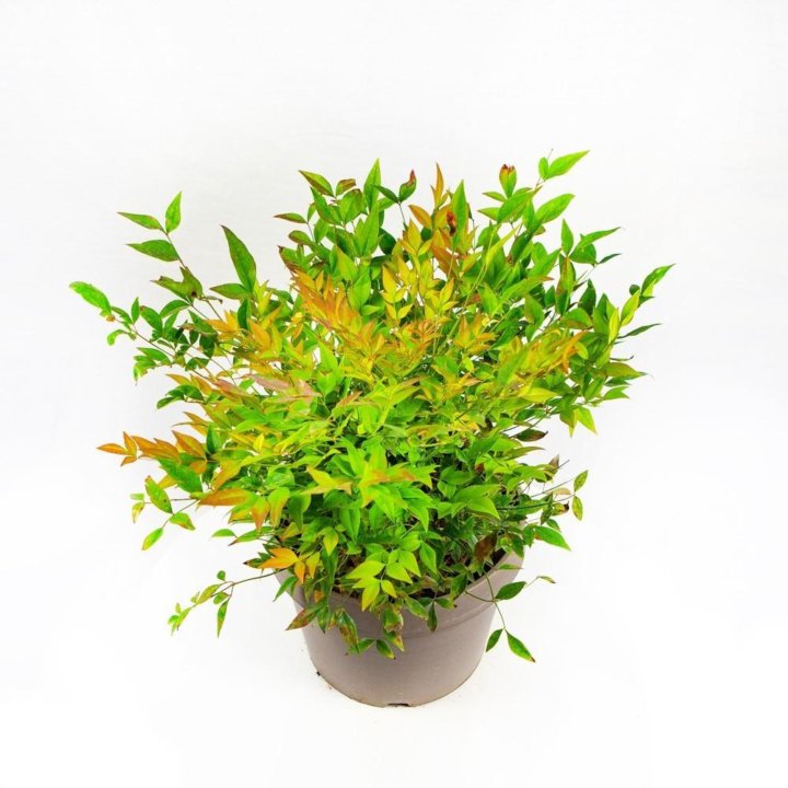 Нандина домашняя Gulf Stream 3лт Nandina domestica Gulf Stream (И)