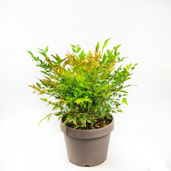 Нандина домашняя Gulf Stream 3лт Nandina domestica Gulf Stream (И)