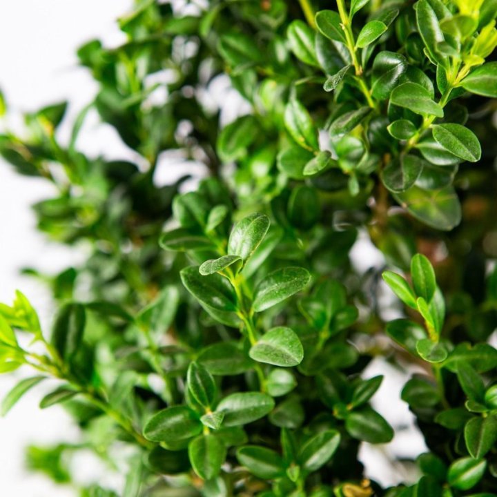 Самшит мелколистный Faulkner 1/4 ШТАМБ 10лт 60/80 Buxus microphylla Faulkner