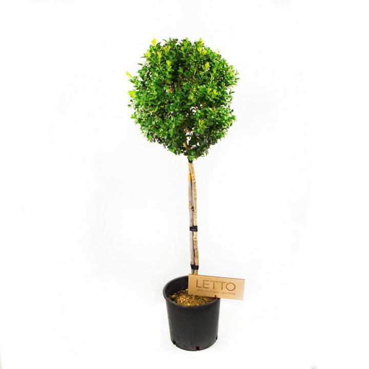 Самшит мелколистный Faulkner 1/4 ШТАМБ 10лт 60/80 Buxus microphylla Faulkner