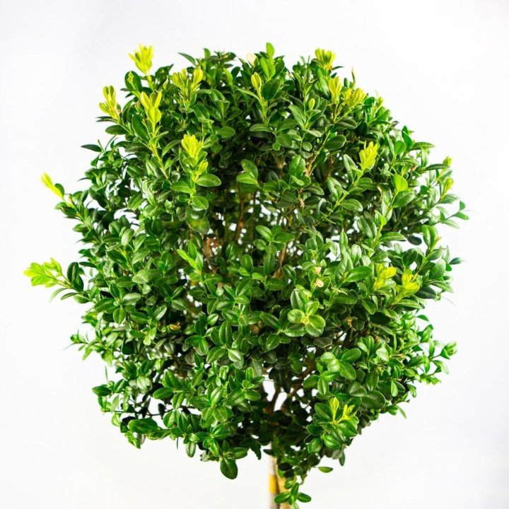 Самшит мелколистный Faulkner 1/4 ШТАМБ 10лт 60/80 Buxus microphylla Faulkner