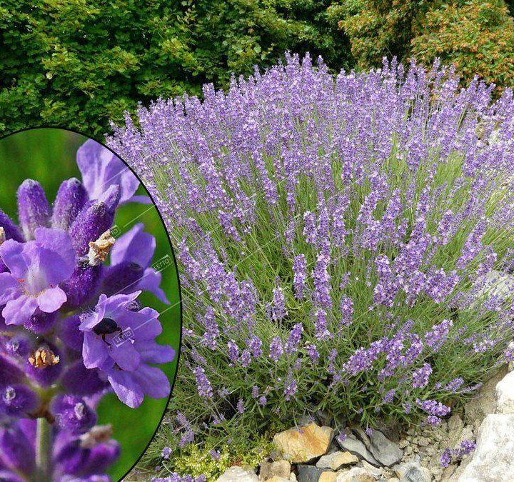 Лаванда узколистная Lavandula angustifolia /17