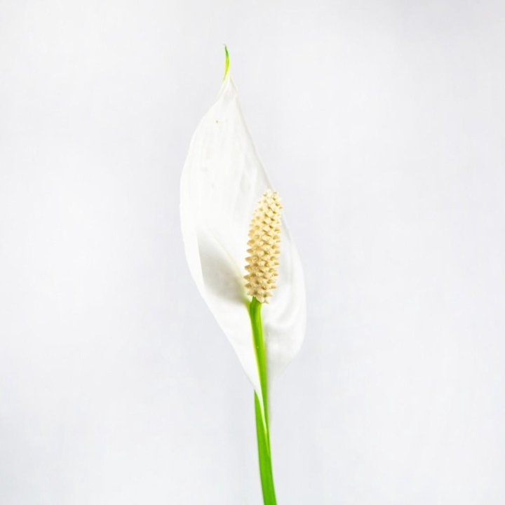 Спатифиллум Вивальди Spathiphyllum Vivaldi 2+ 75/17 (Н)