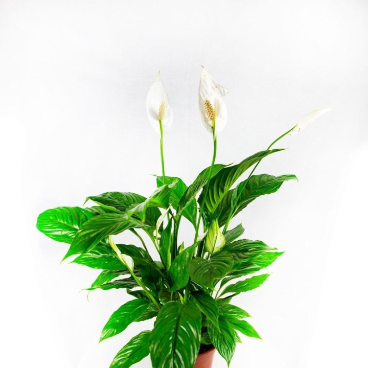 Спатифиллум Вивальди Spathiphyllum Vivaldi 2+ 75/17 (Н)