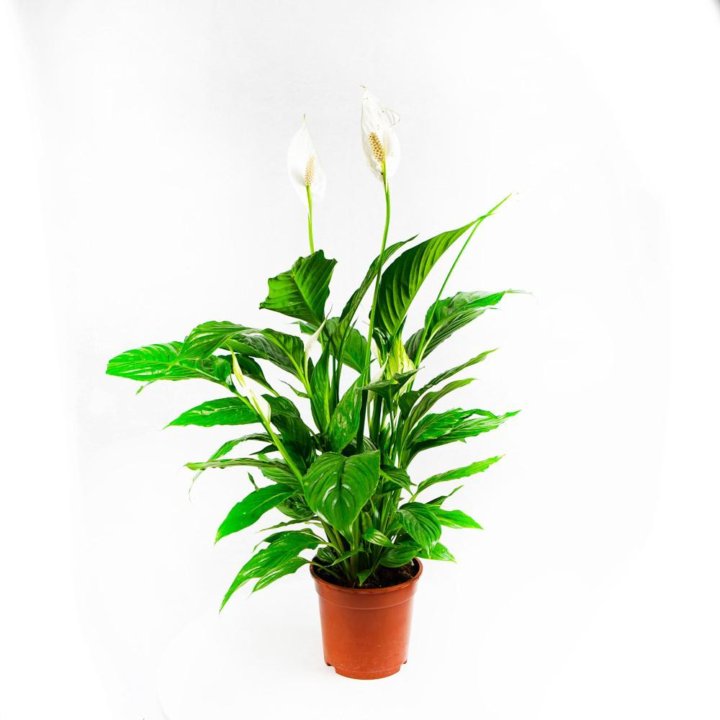 Спатифиллум Вивальди Spathiphyllum Vivaldi 2+ 75/17 (Н)