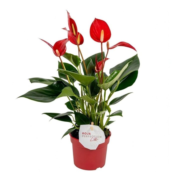 Антуриум Андре Лилли Ред Anthurium andraeanum Lilli Red 3+ 30/9