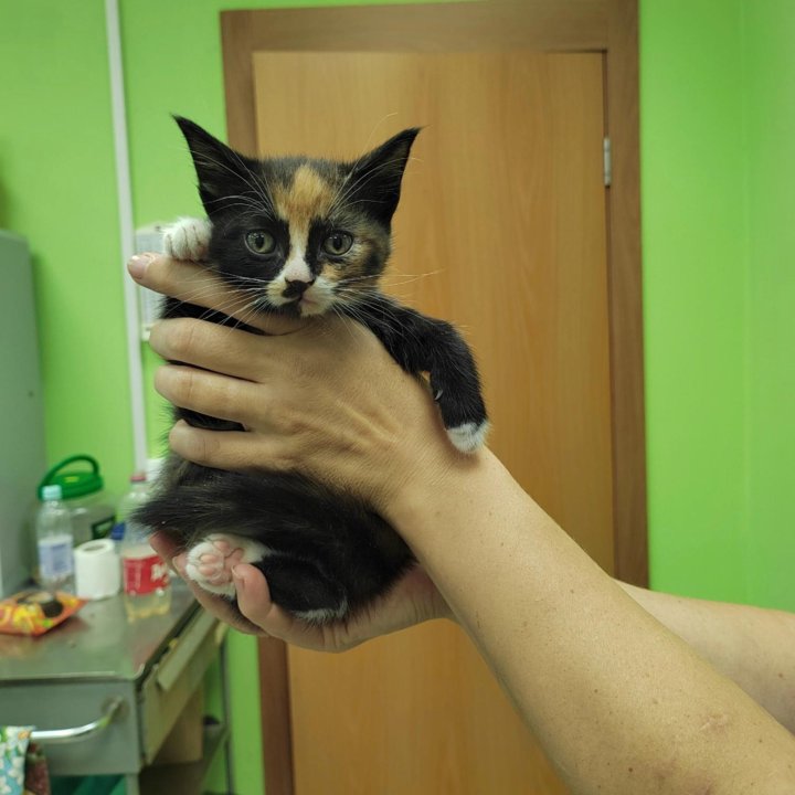 Котёнок девочка