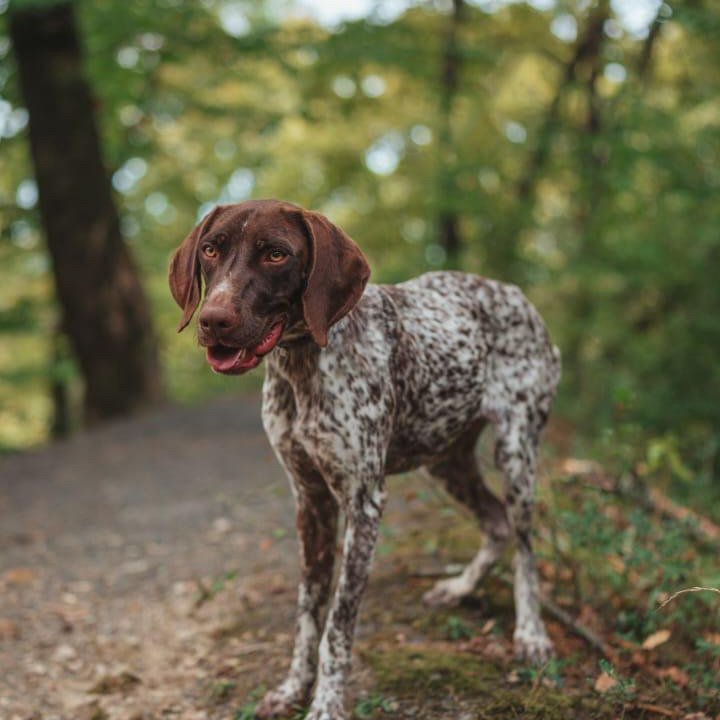 Курцхаар Собака в добрые руки бесплатно