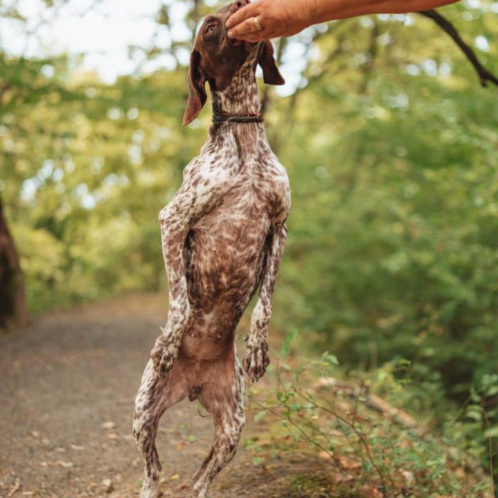 Курцхаар Собака в добрые руки бесплатно