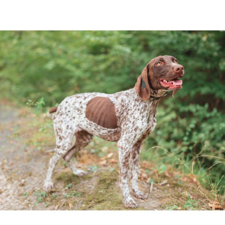 Курцхаар Собака в добрые руки бесплатно