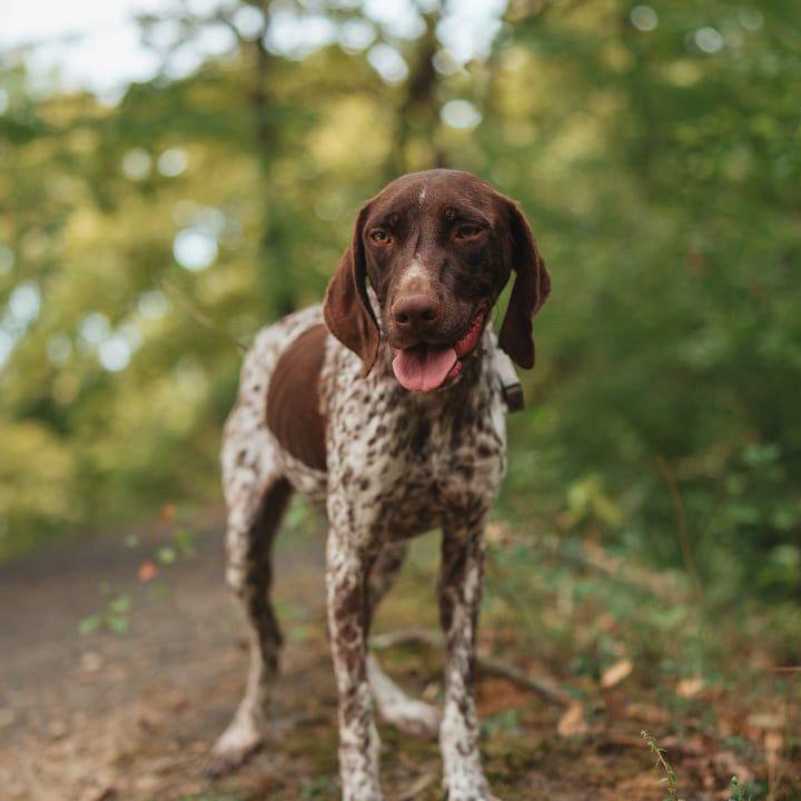 Курцхаар Собака в добрые руки бесплатно