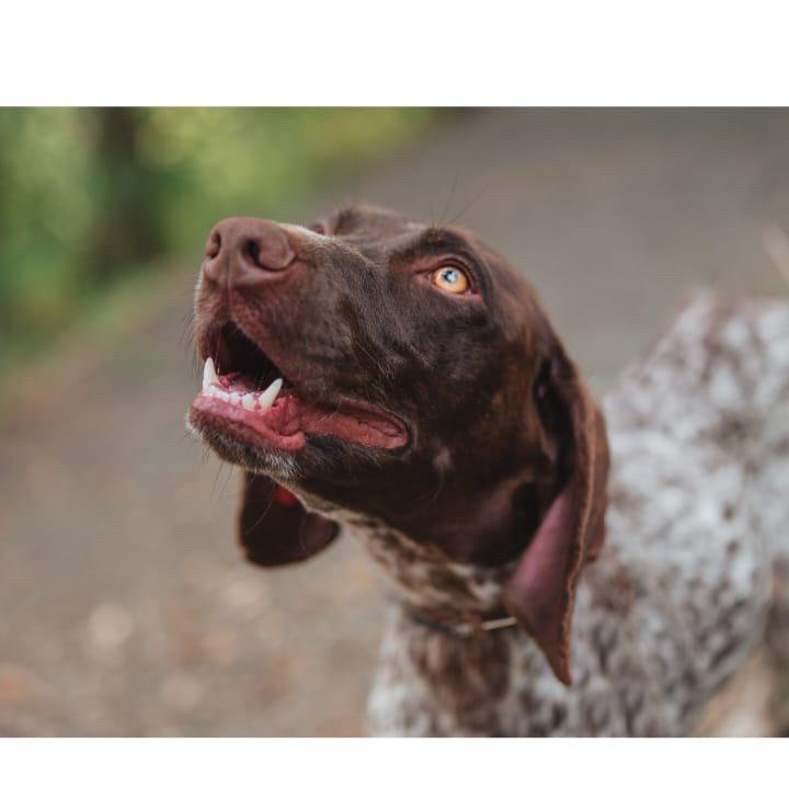 Курцхаар Собака в добрые руки бесплатно