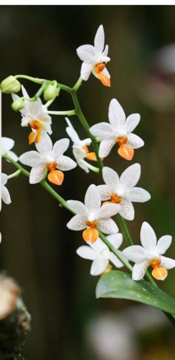 Фаленопсис мини марк фото Орхидея мини Марк - купить в Хабаровске, цена 1 000 руб., продано 24 июля 2023 -