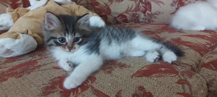 Екатеринбург объявления котят. Екатеринбург объявления котят. Шотландские котята оренбург. Екатеринбург объявления котят. Екатеринбург объявления котят.