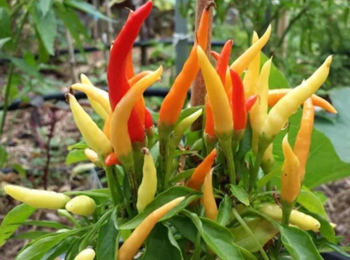 перец зажигалка декоративный.