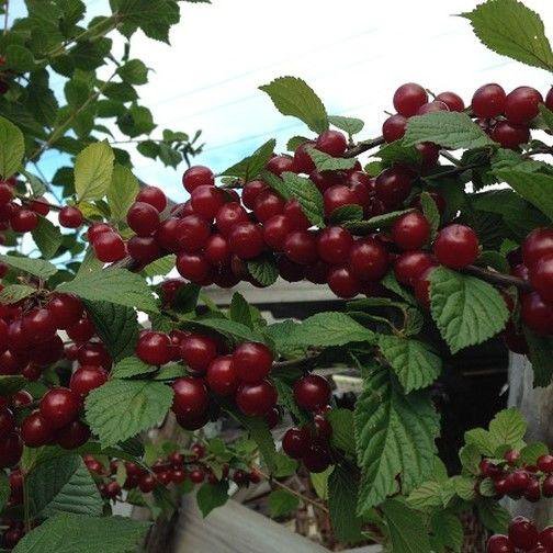 Вишня войлочная сорт натали. Вишня войлочная мармеладница. Вишня войлочная огонек. Войлочная красная натали вишня. Вишня войлочная алиса.